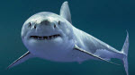 Белая акула